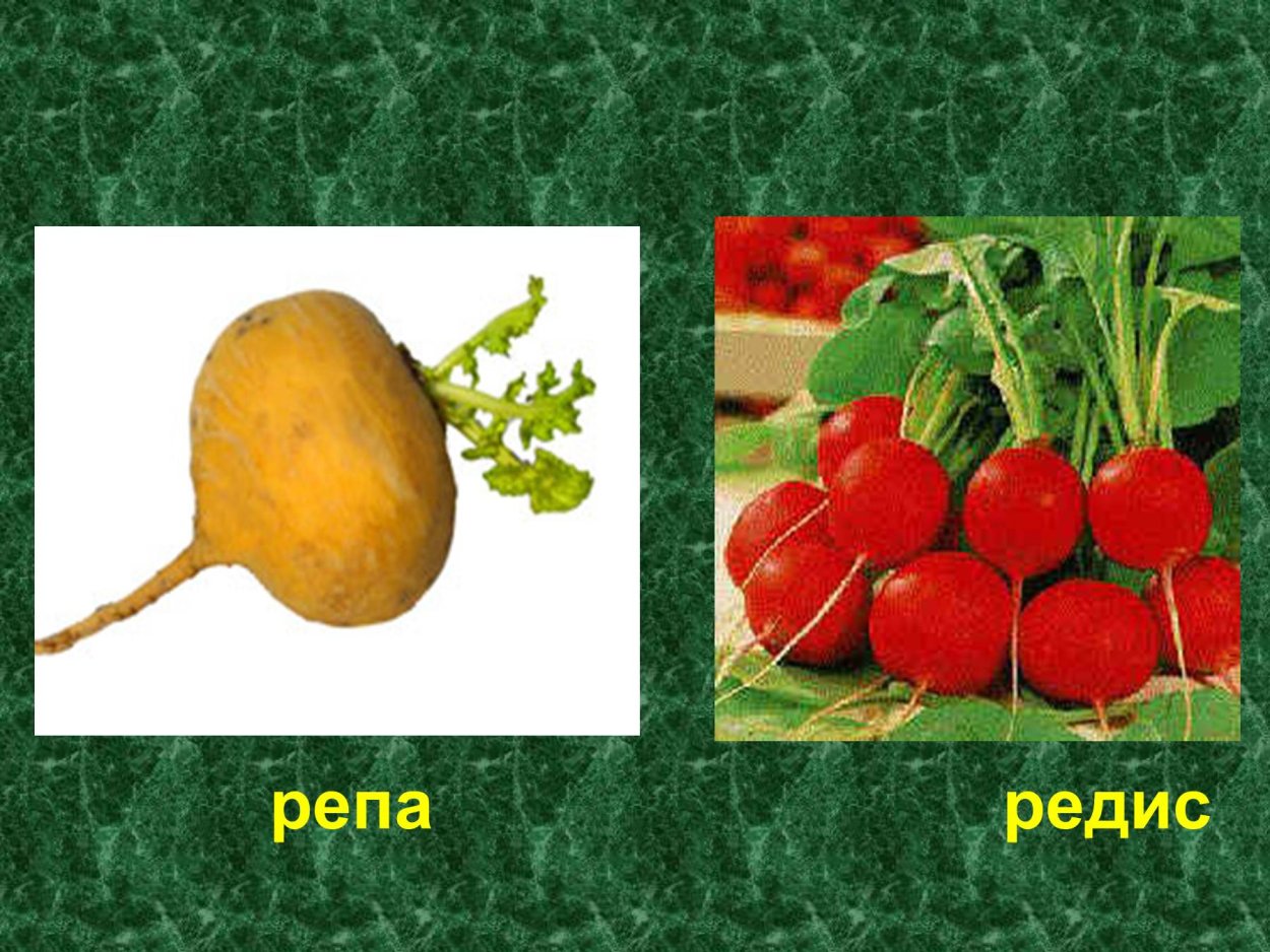 Редис редька репа