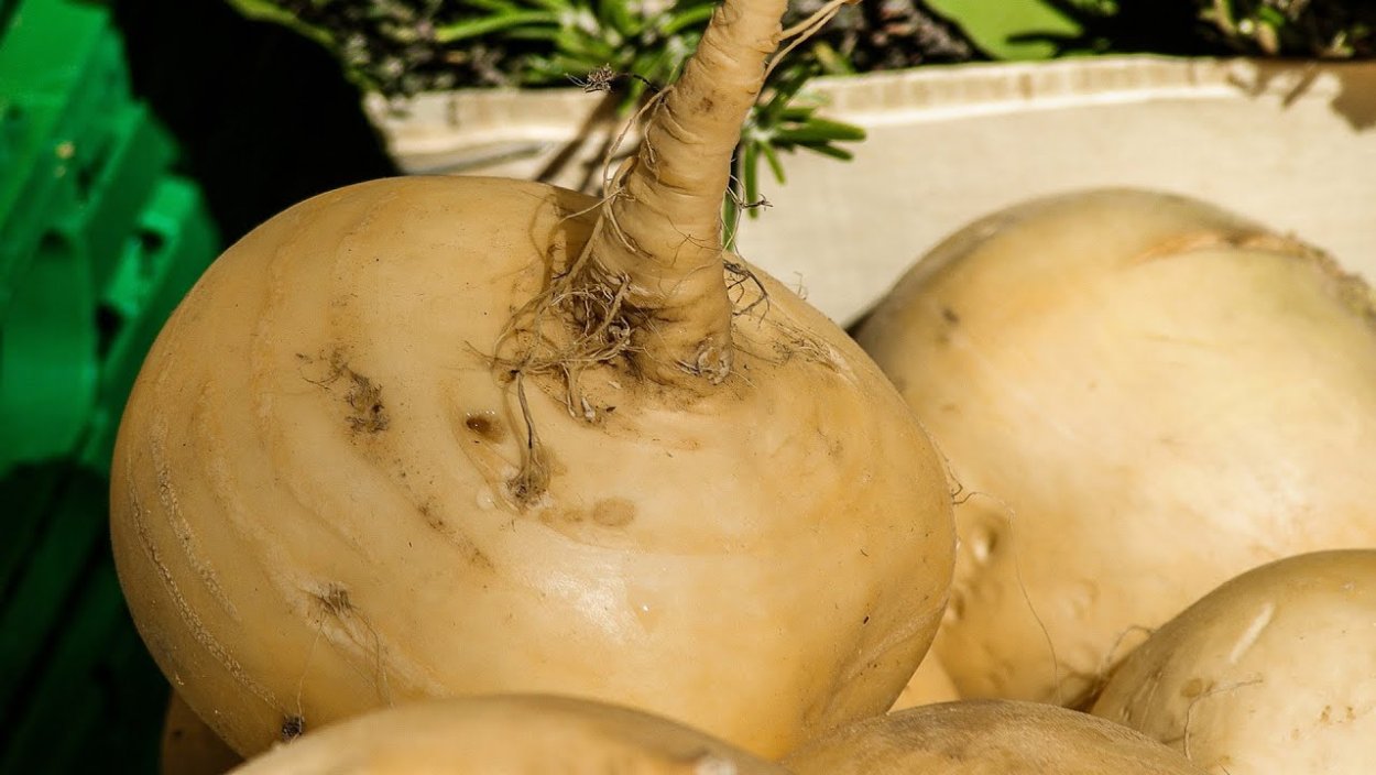 Плод репы фото