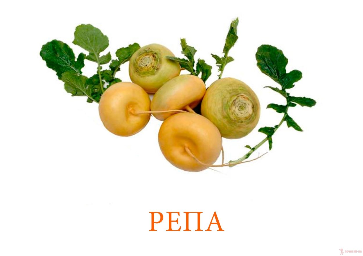 Репа овощ