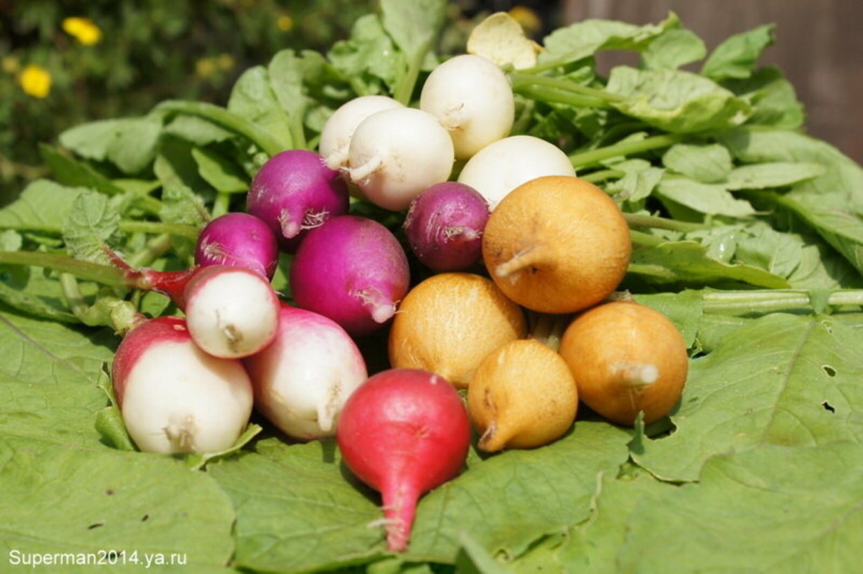 Редис репа брюква турнепс