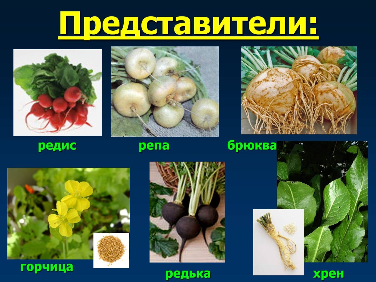 Представители редиса