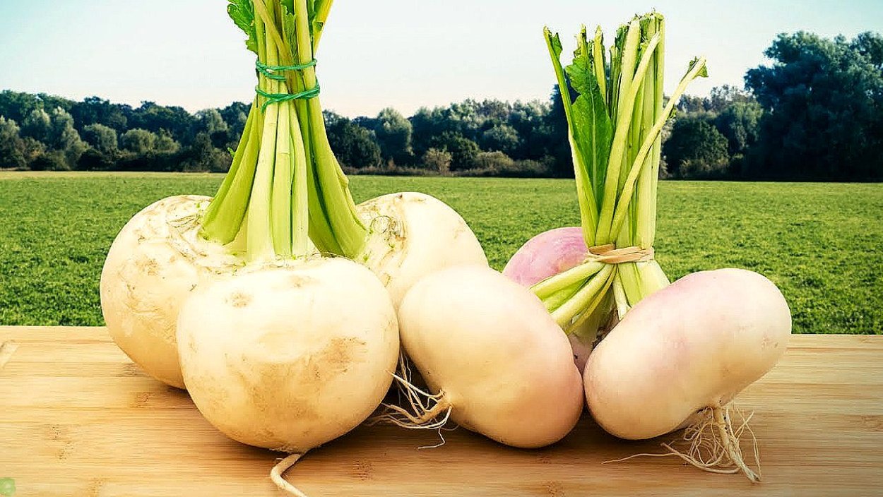 Репа Огородная