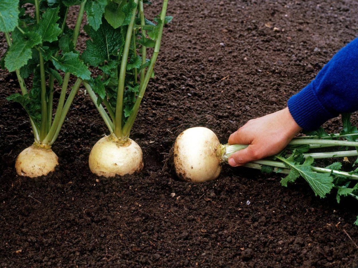 Репка корнеплод