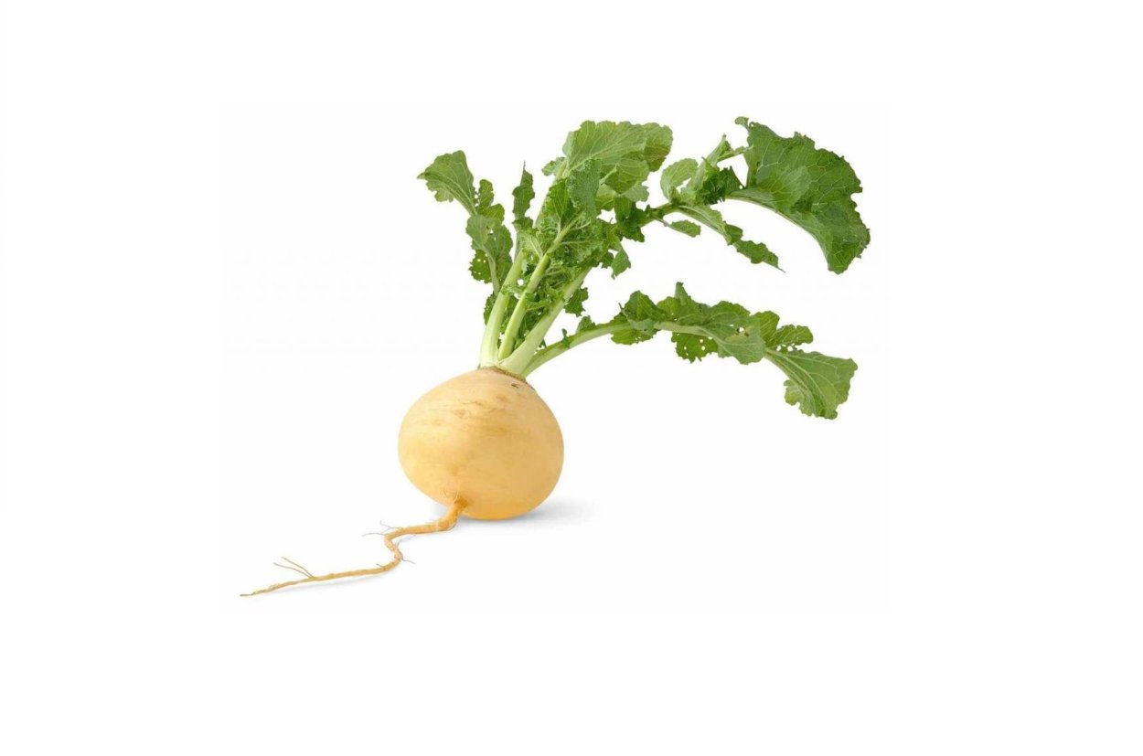 Репа клипарт