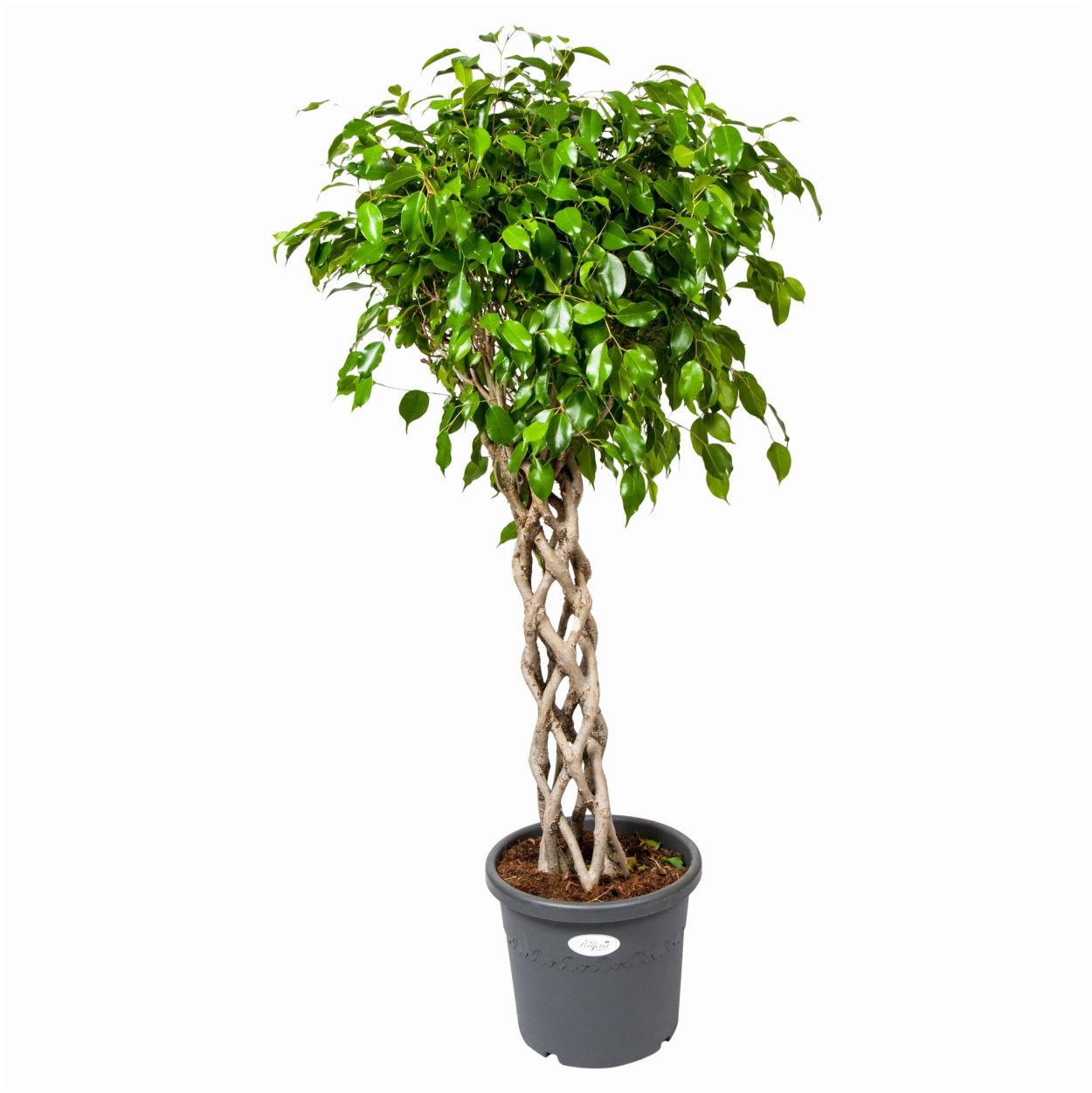 Фикус Бенджамина экзотика