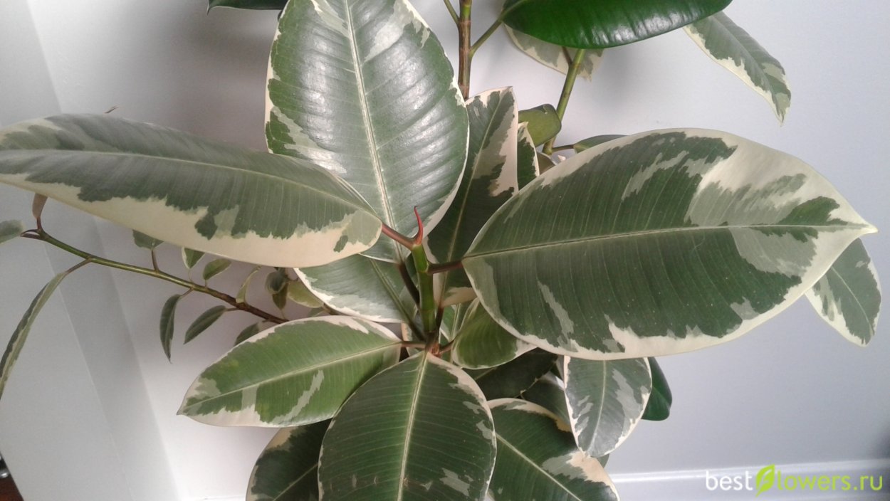 Альба фикус уход в домашних условиях