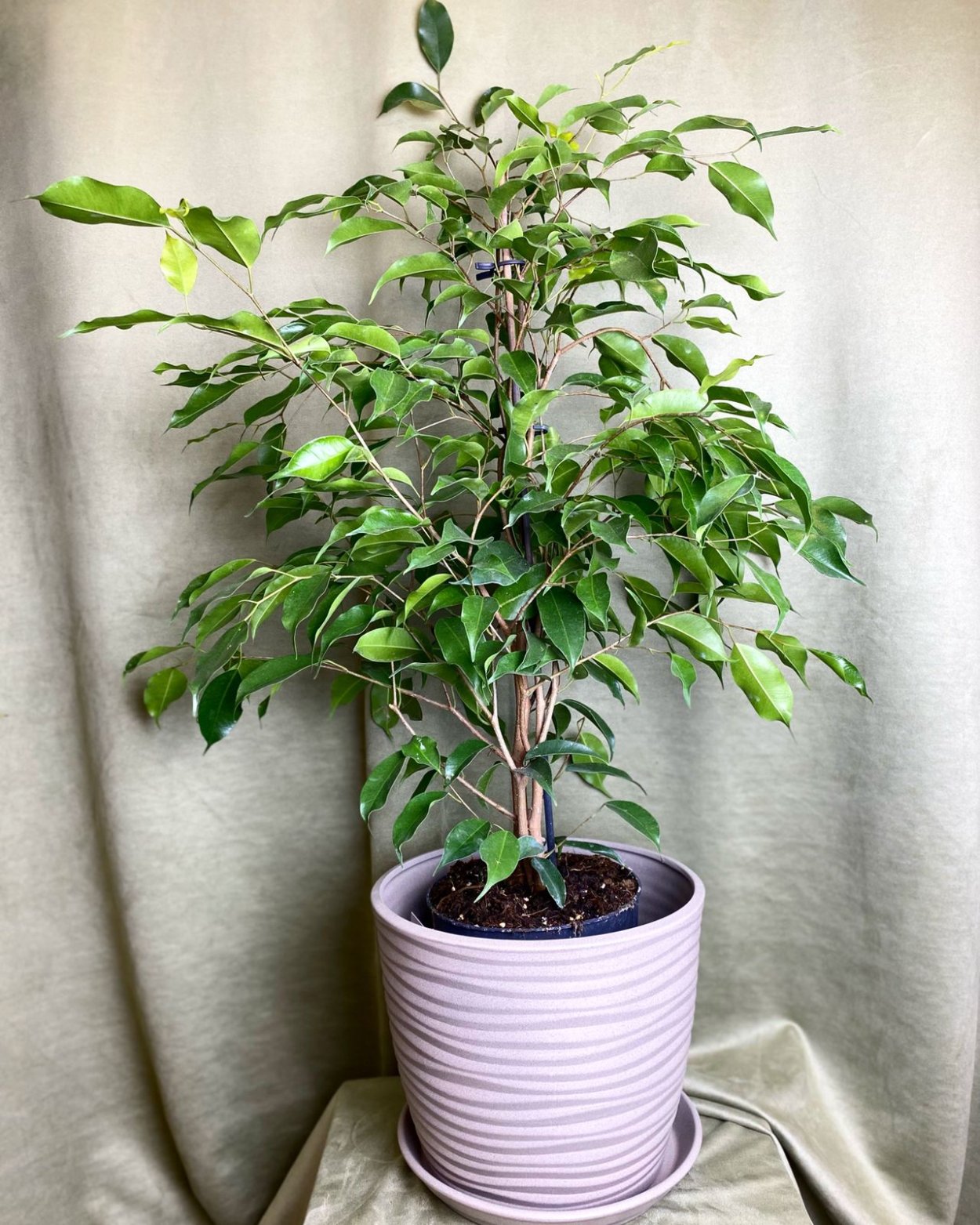 Фикус Бенджамина цветение