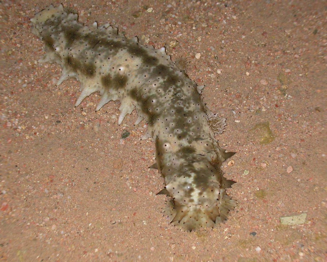 Голотурии представители