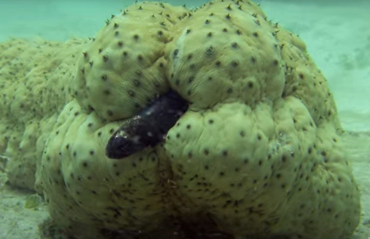 Морской огурец и Жемчужная рыба