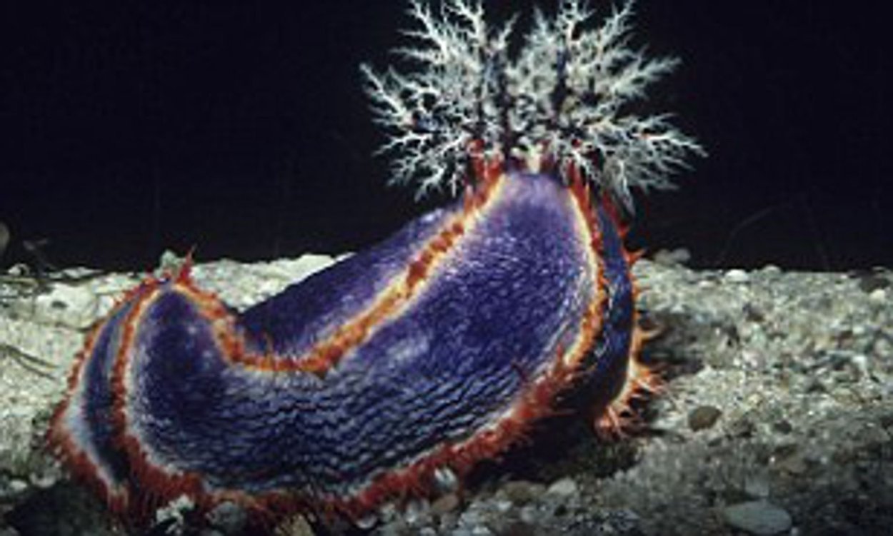 Глубоководная голотурия