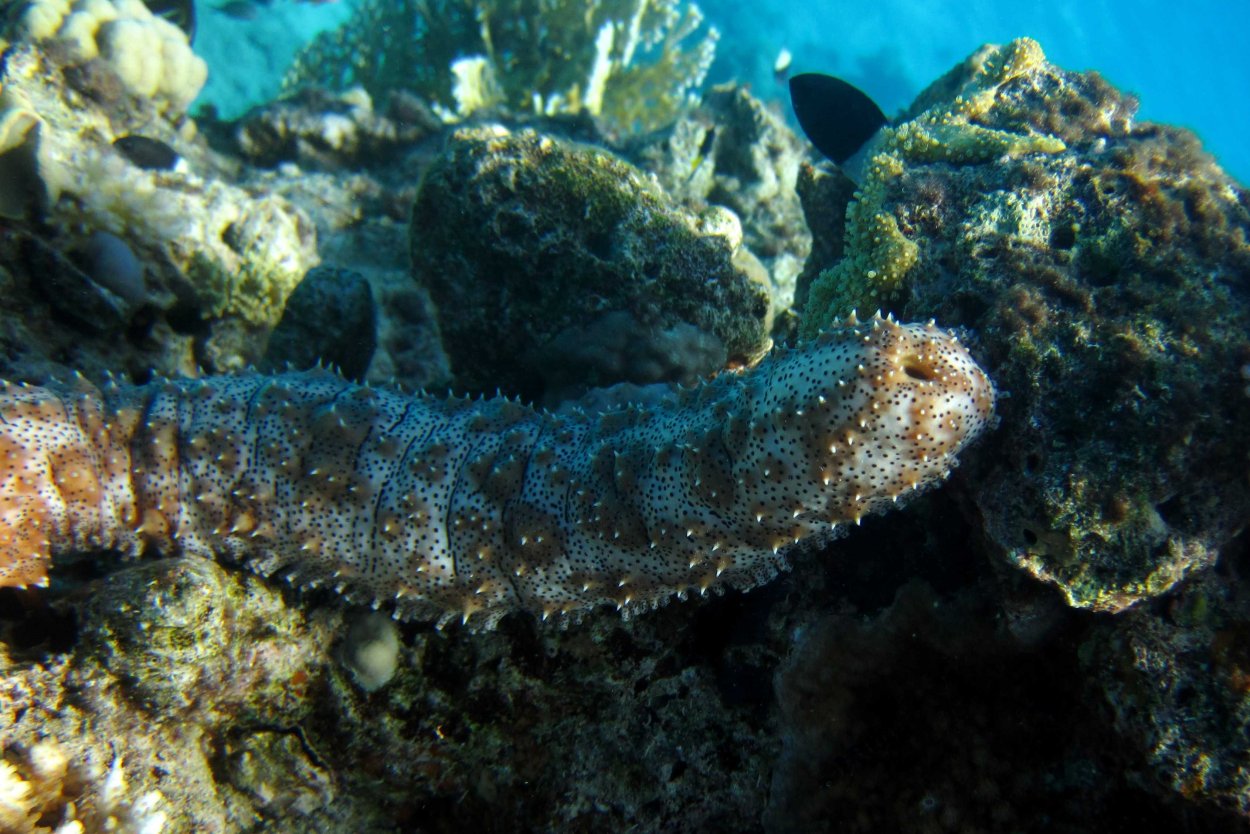 Голотурия Египет