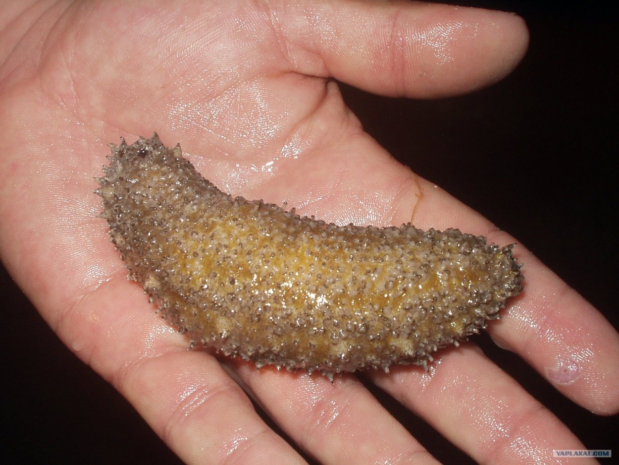 Личинки трепанга