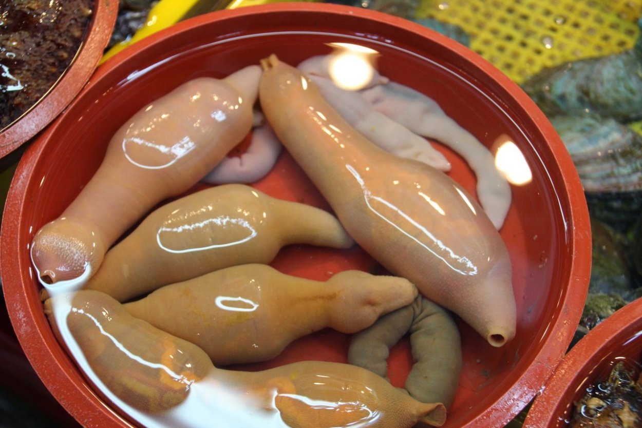 Морской огурец еда