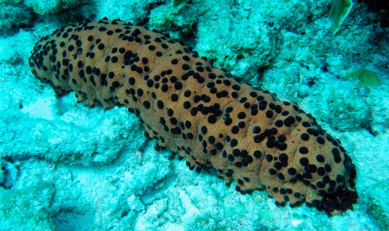 Рыба голотурия