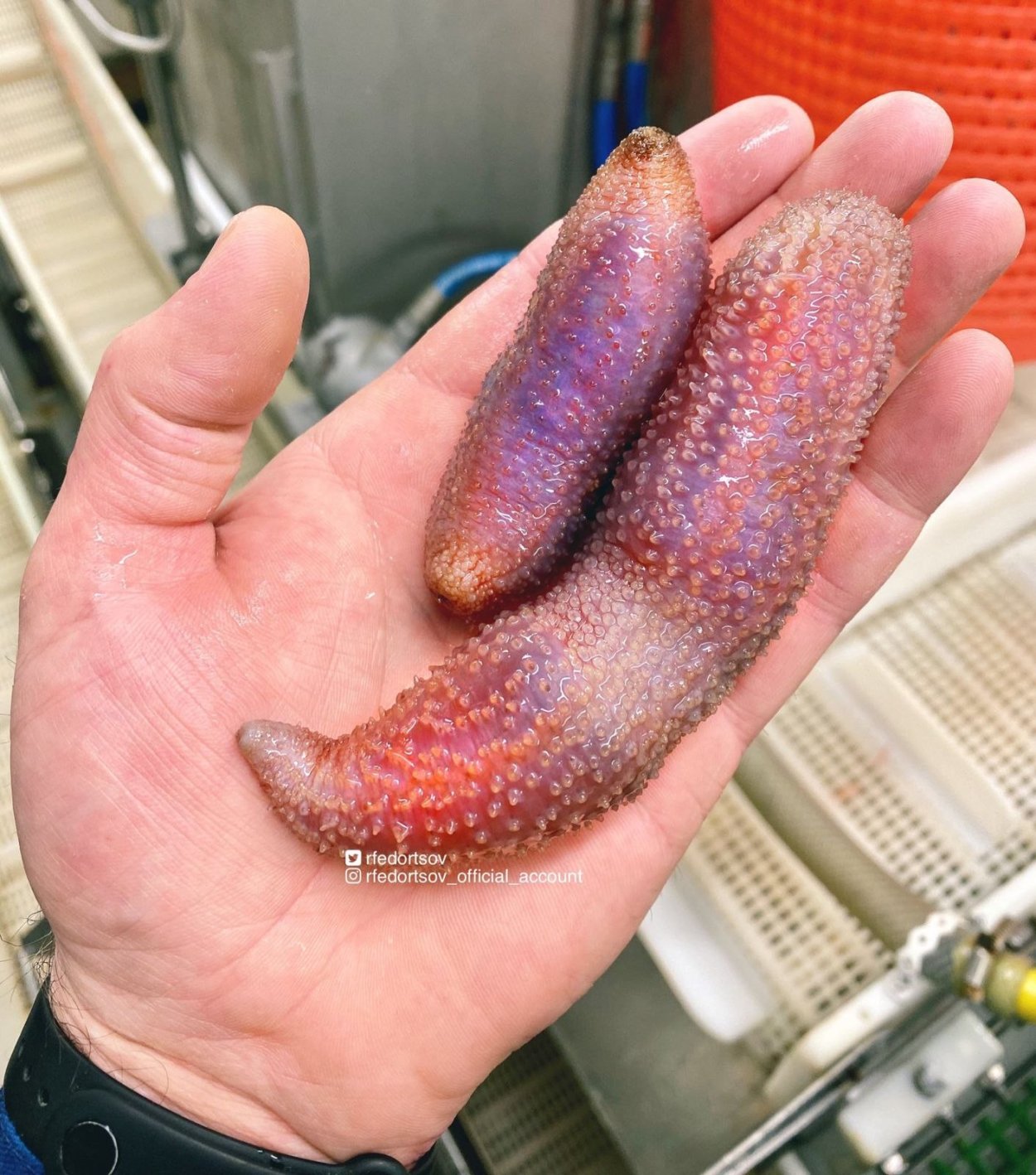 Морской огурец трепанг