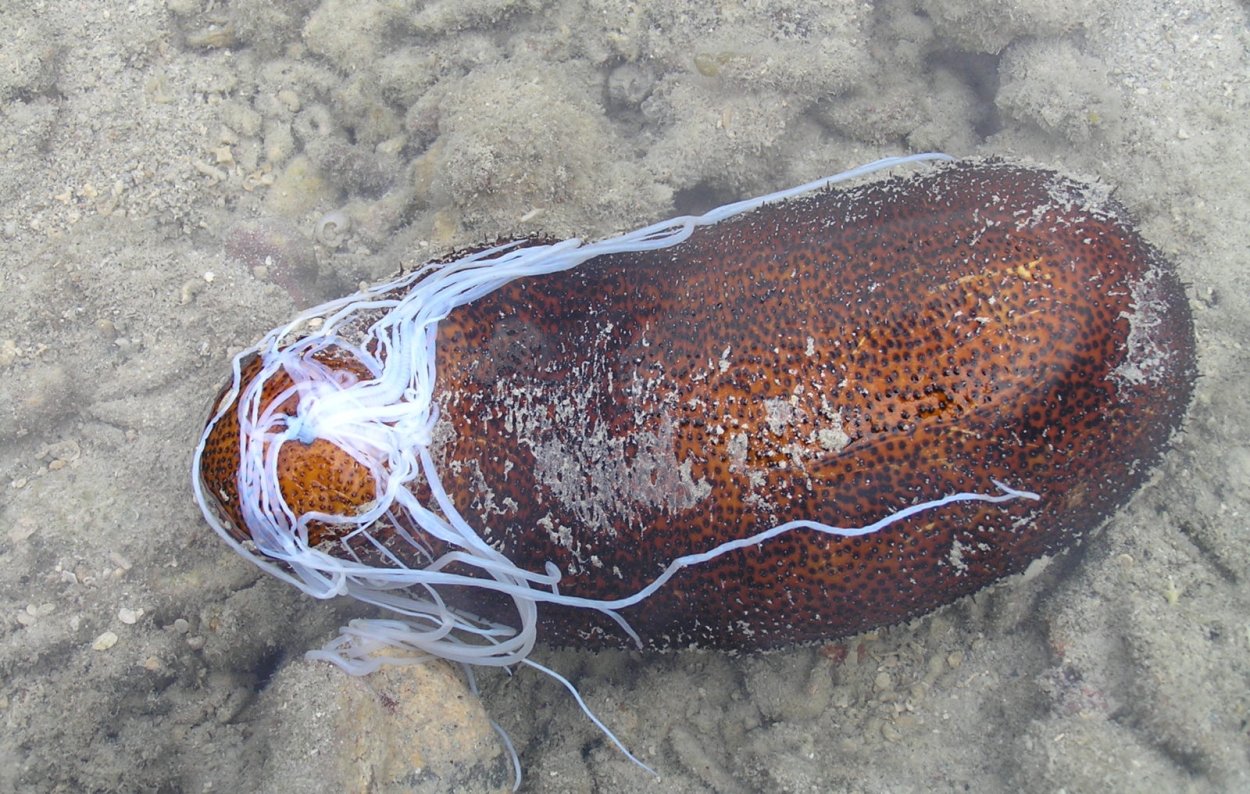 Морской огурец кювьеровы органы