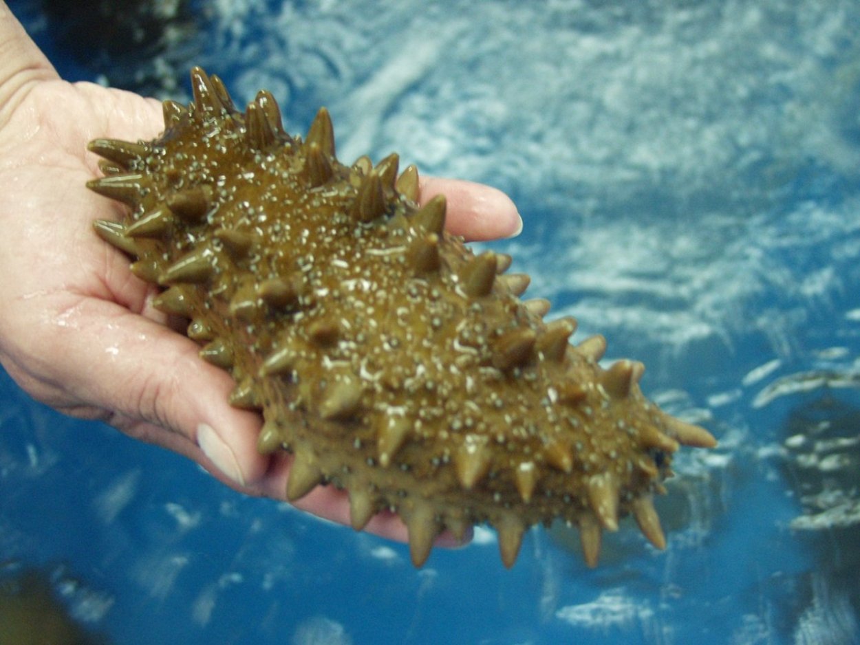 Кукумария и трепанг