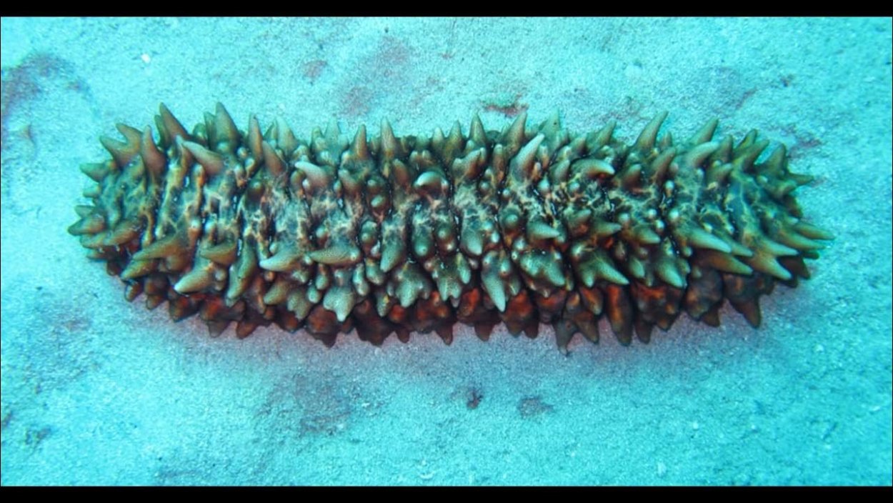 Морской огурец в песке