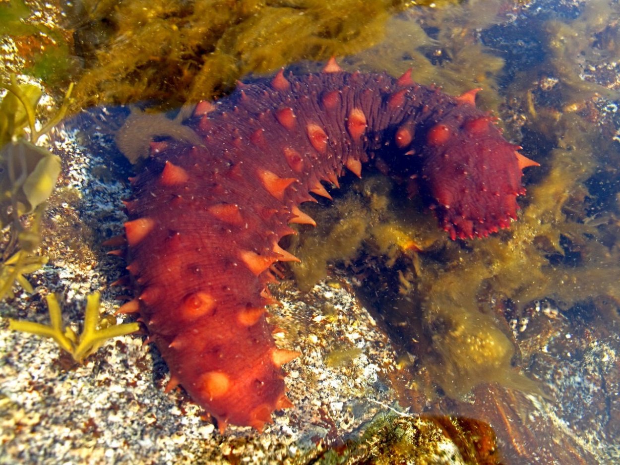 Кукумария голотурия (морской огурец) трепанги