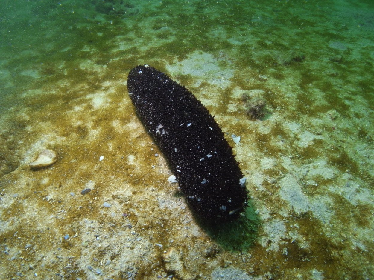 Огурец морской черный (Holothuria atra)