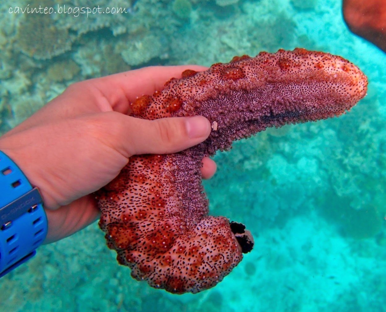 Огурец трепанг Мальдивы