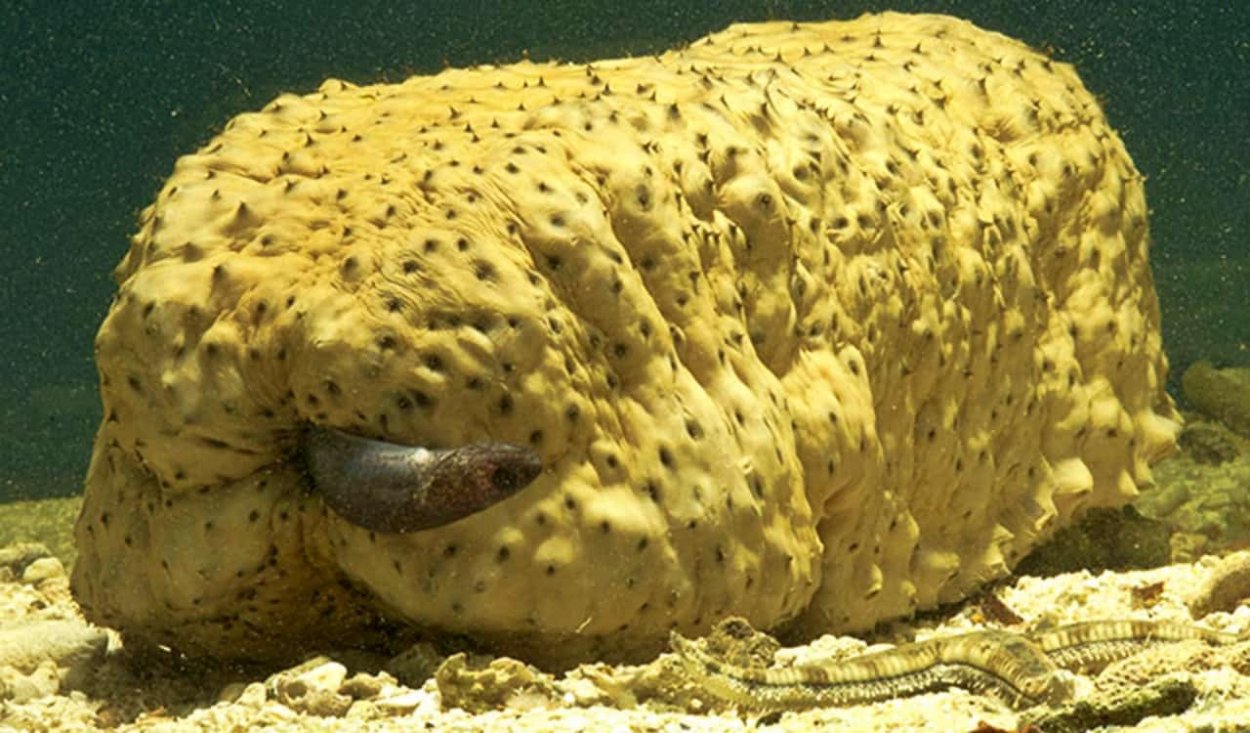 Жемчужная рыбка и морской огурец