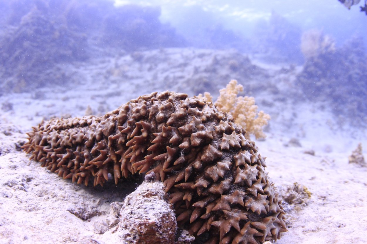 Древовиднощупальцевые голотурии