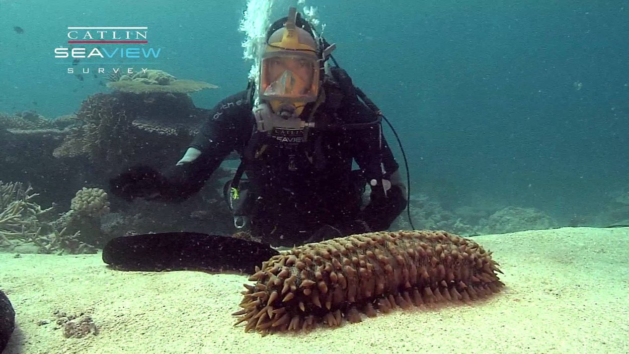 Snot Sea cucumber