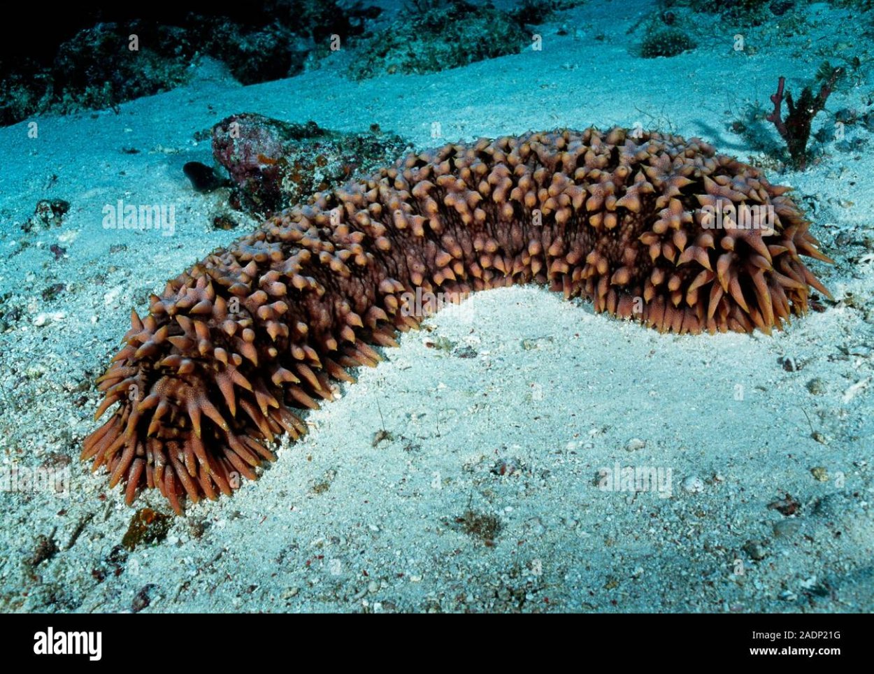 Голотурия морской огурец вид