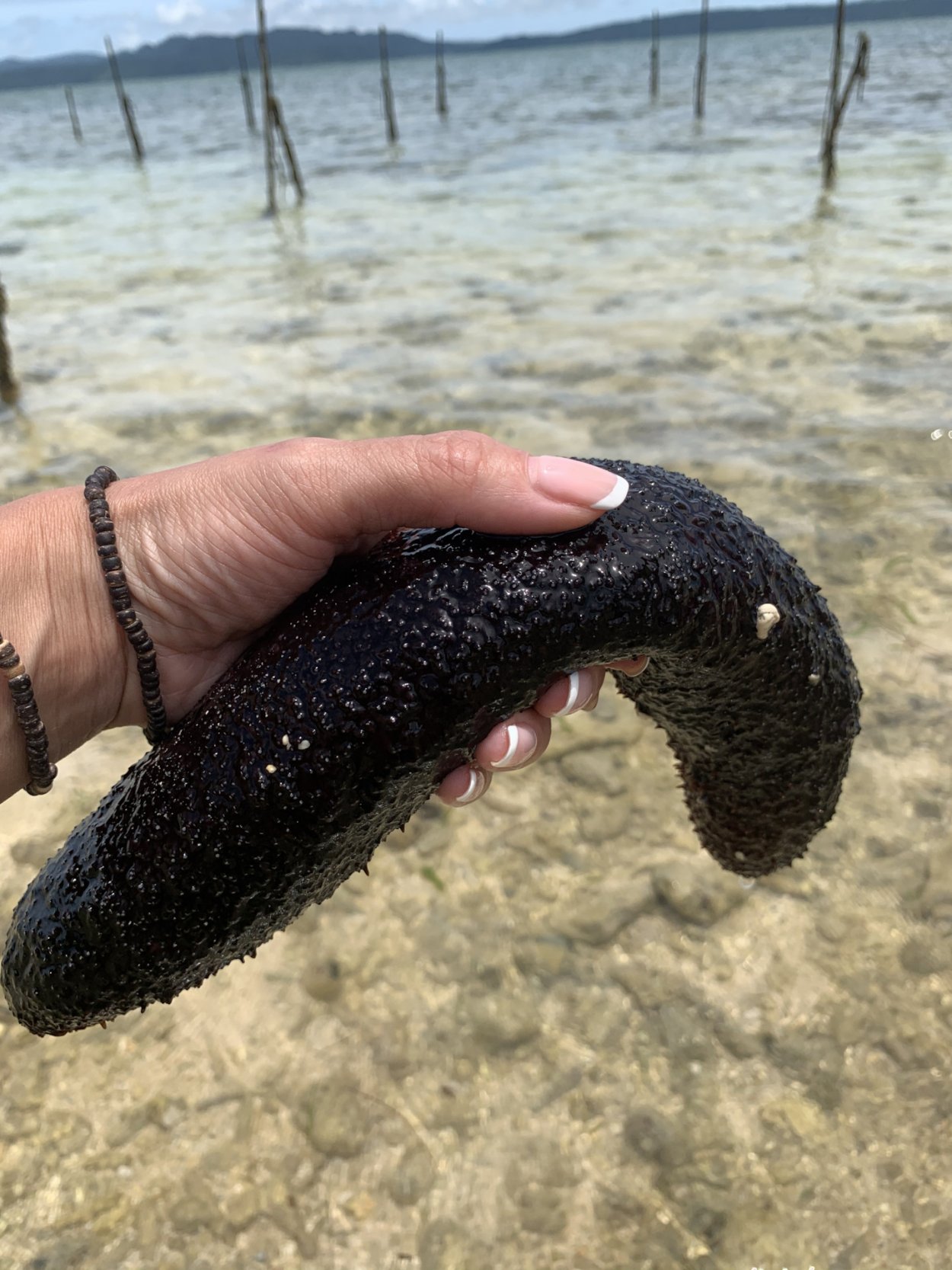 Голотурия трепанг