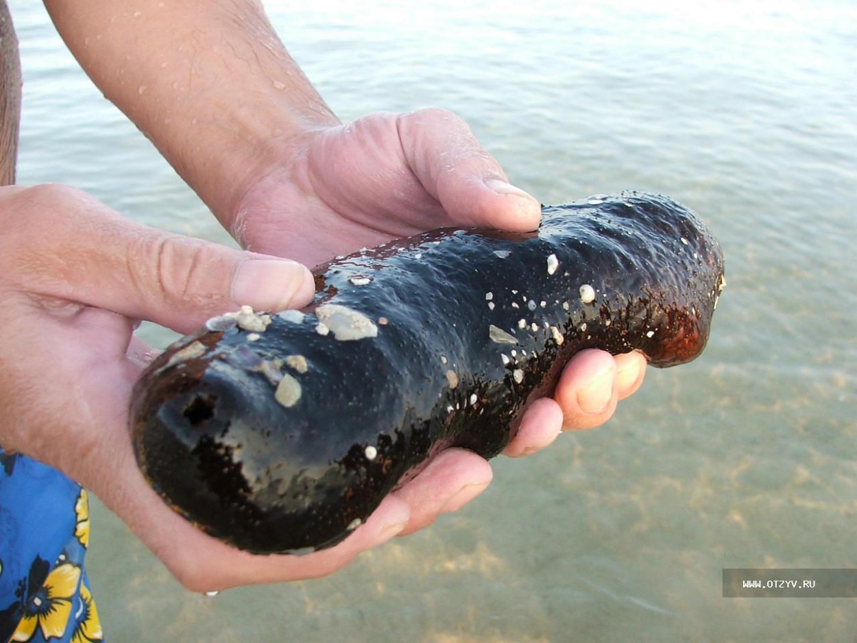 Морской огурец в руке