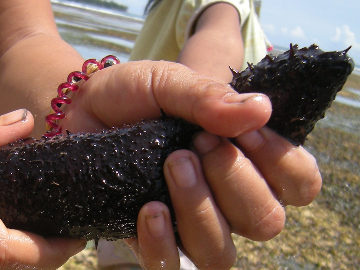 Черный трепанг