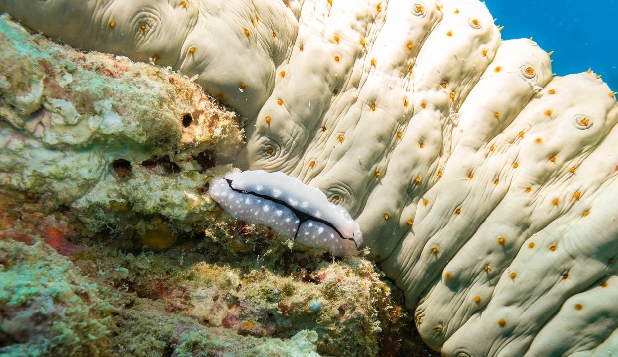 Трепанг моллюск