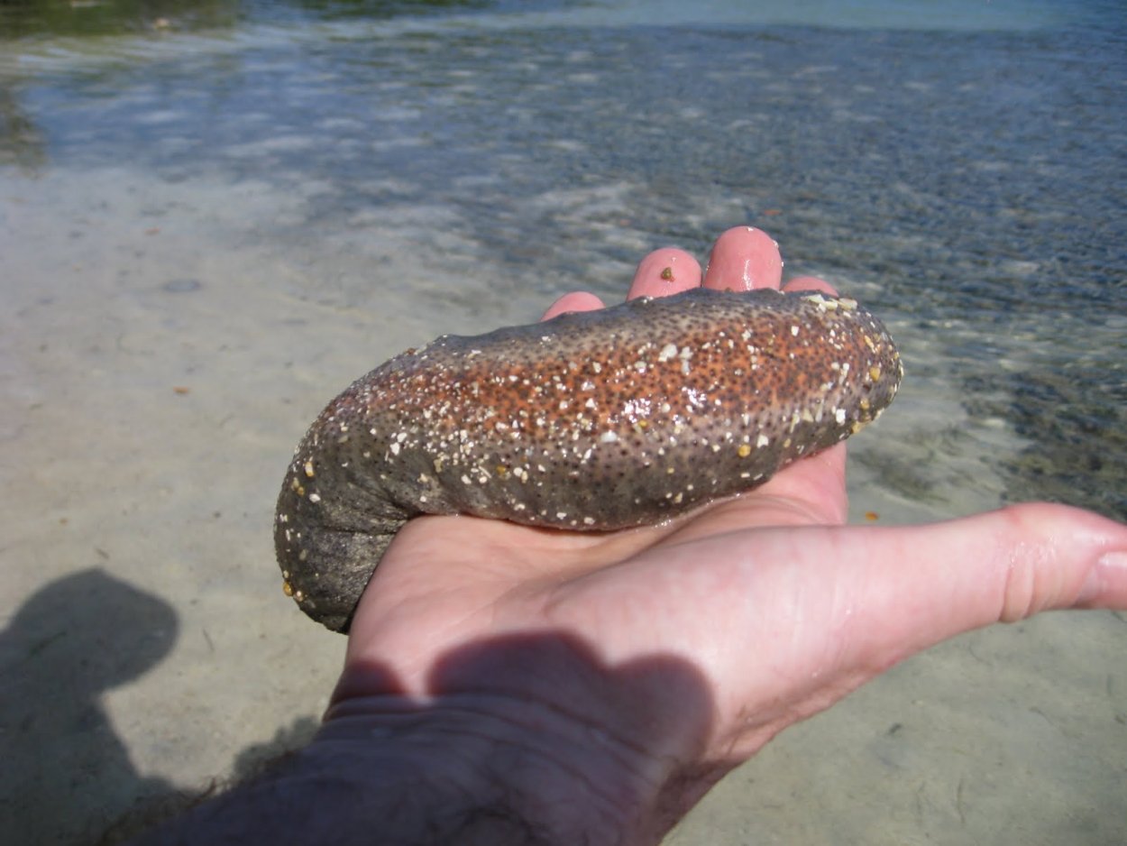 Трепанг Тайланд