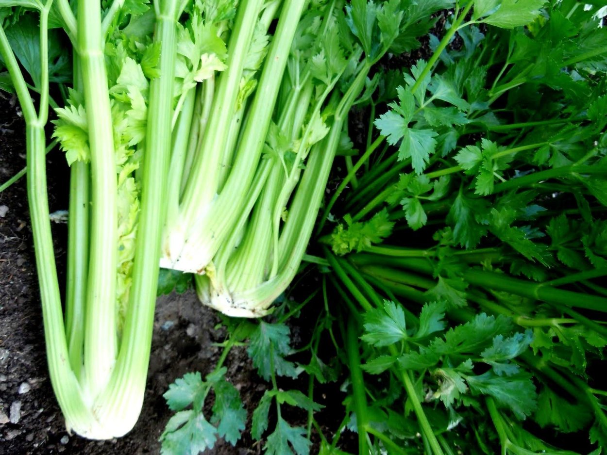 Черешковый сельдерей многолетний