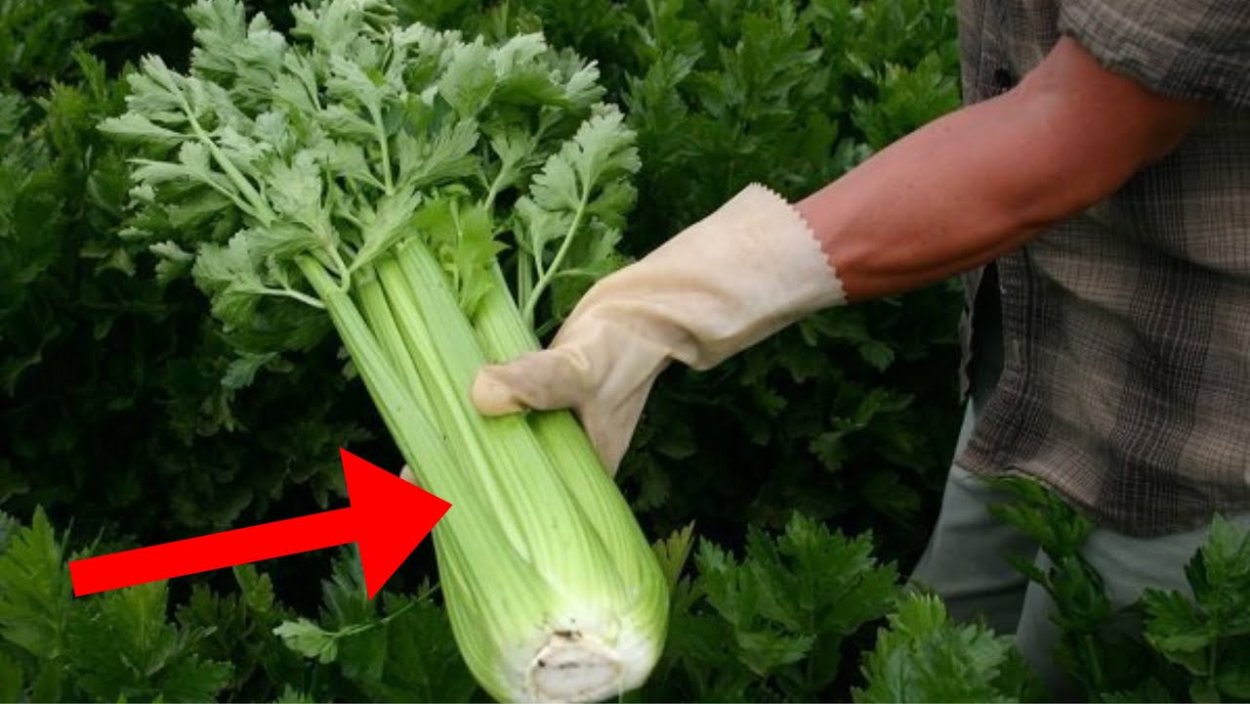 Сельдерей черешковый Юта