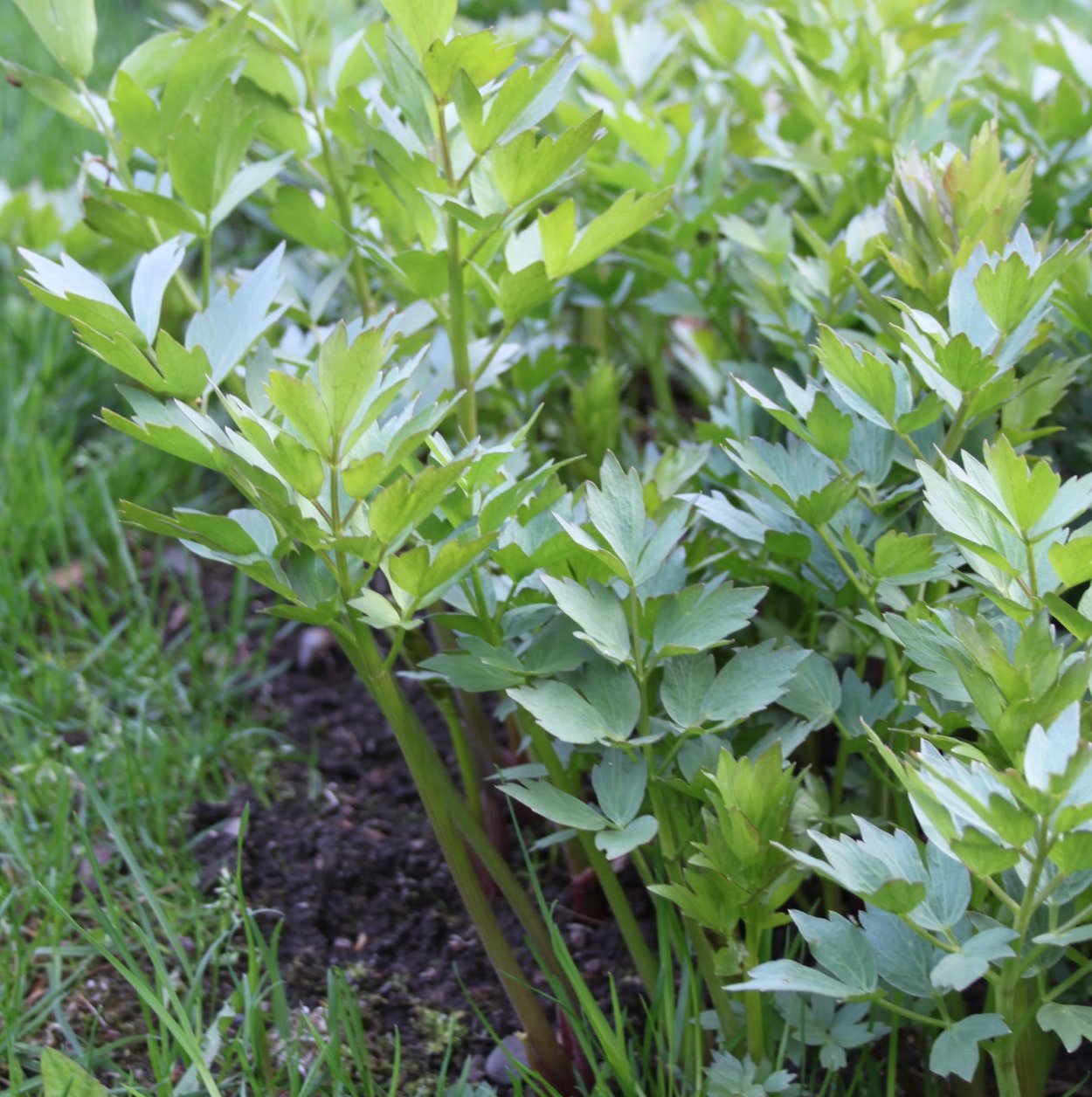 Любисток куст