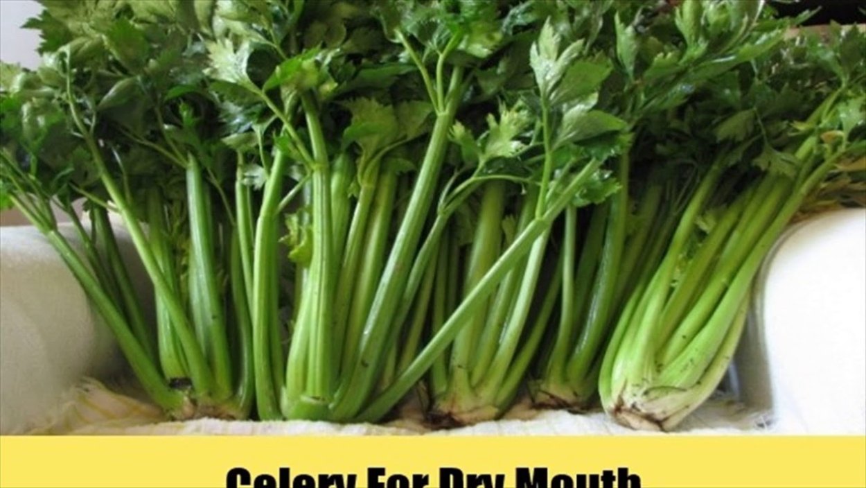 Сельдерей черешковый Мамбо f1