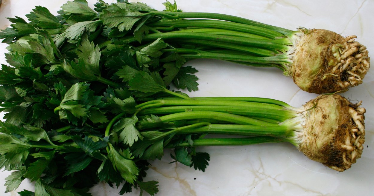 Карафс сельдерей