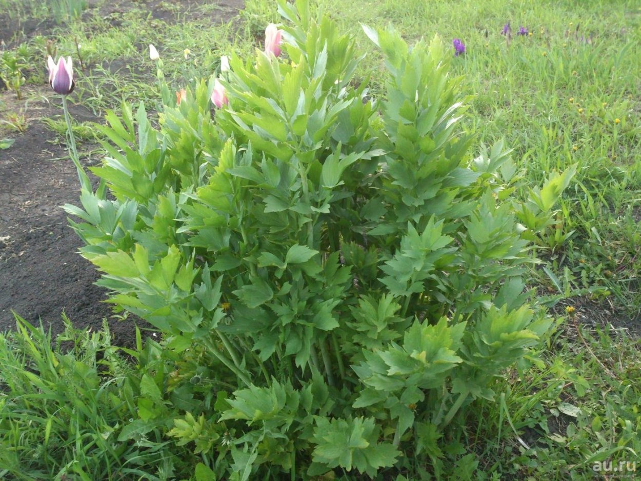 Любисток куст