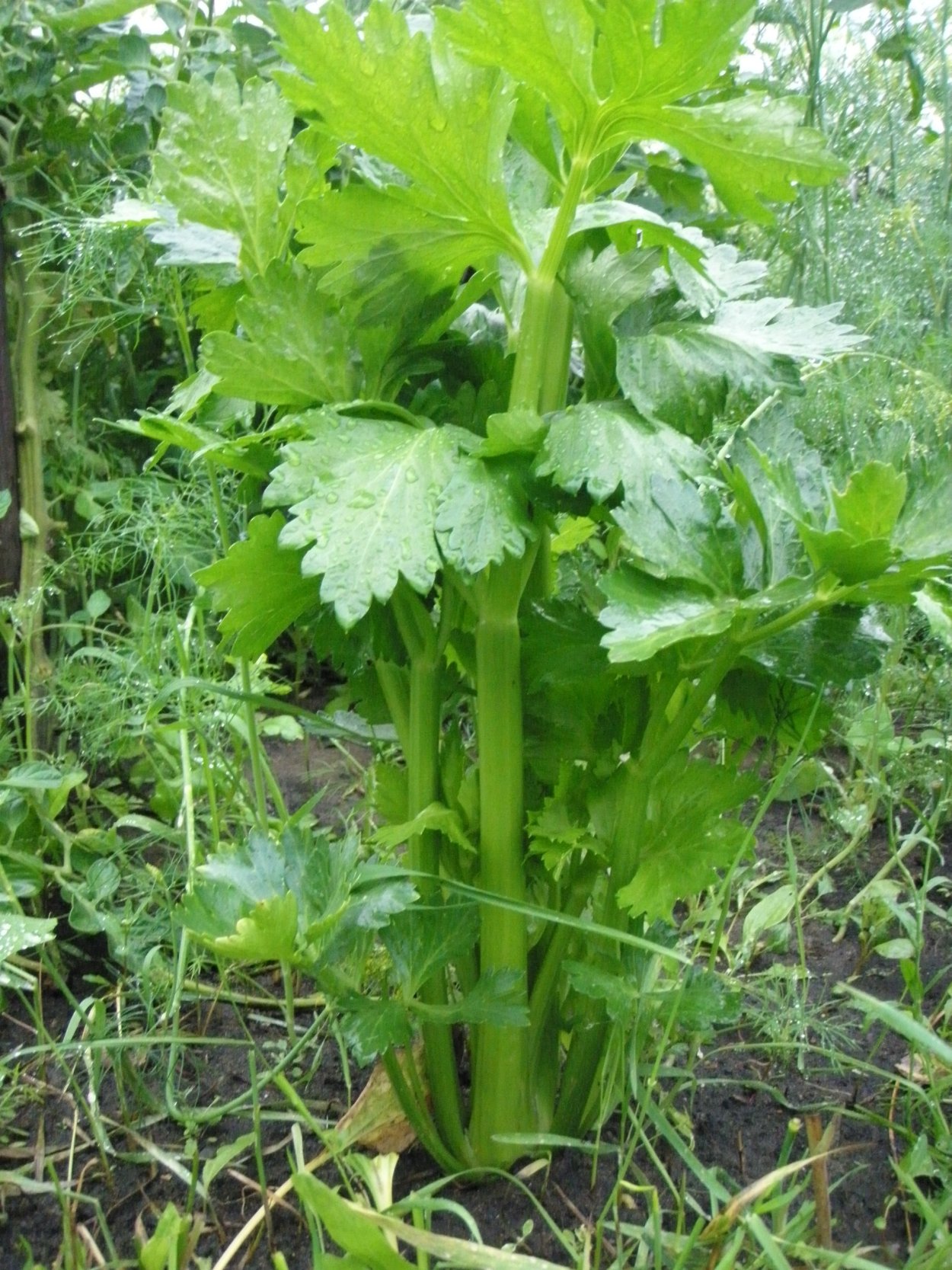 Дикий сельдерей Любисток