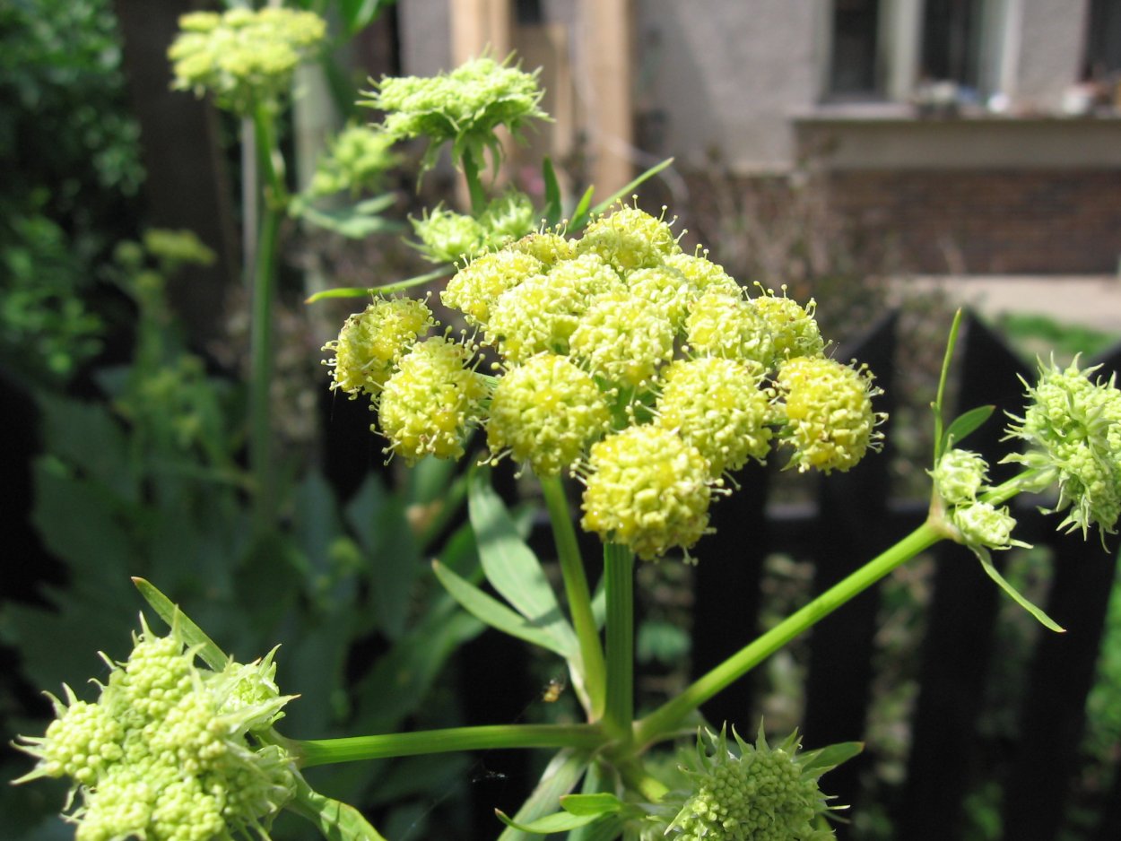 Любисток обыкновенный