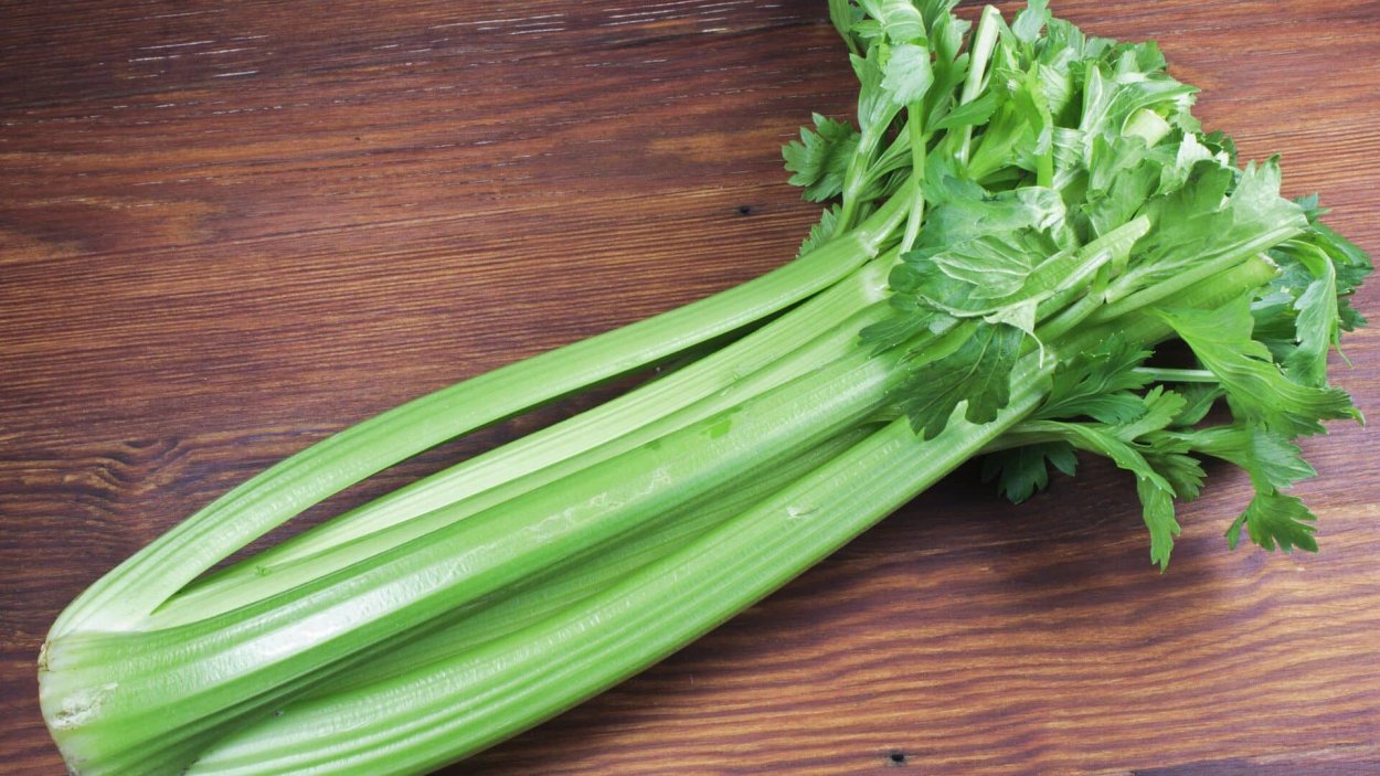 Сельдерей Кельвин