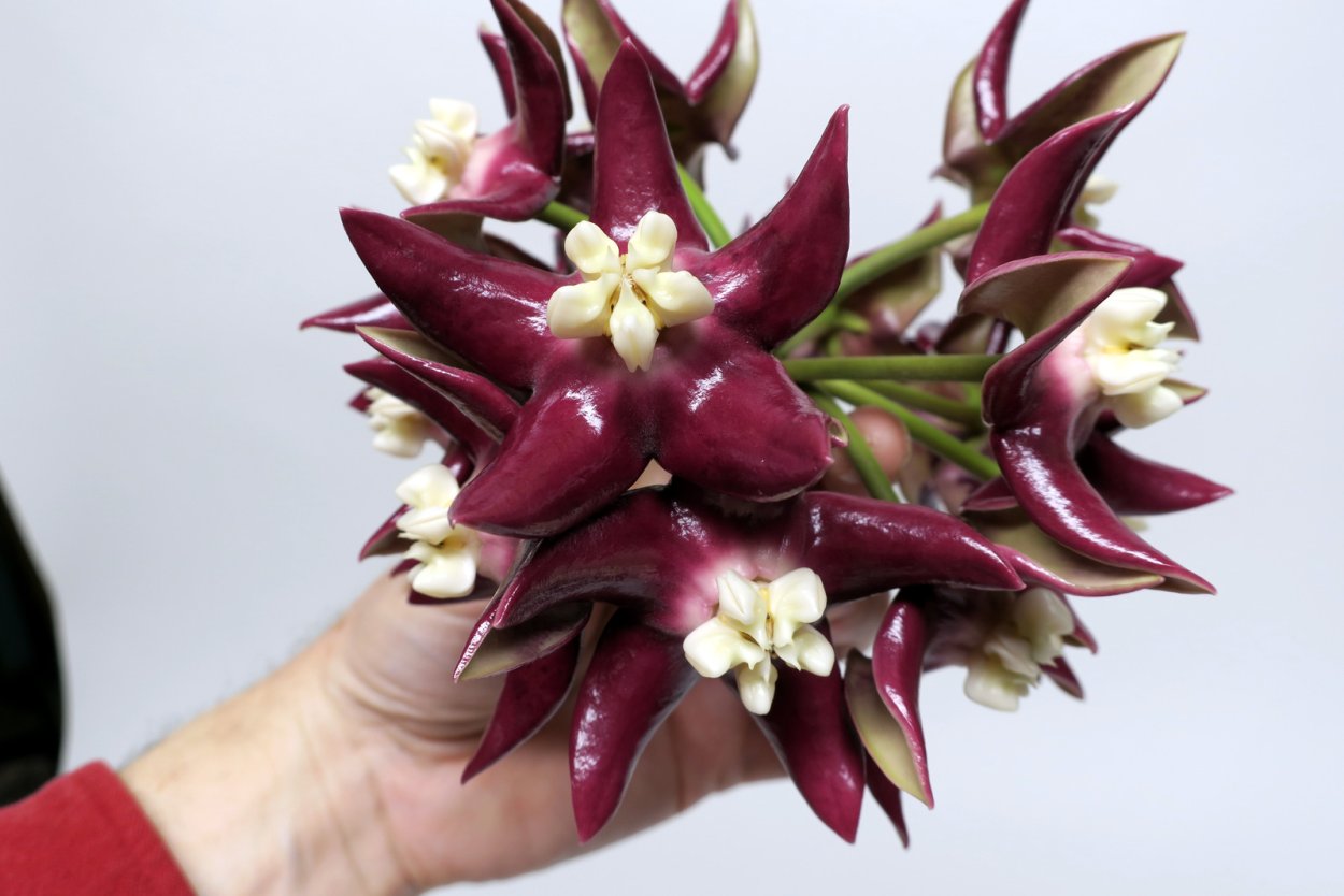 Хойя Империалис Пинк