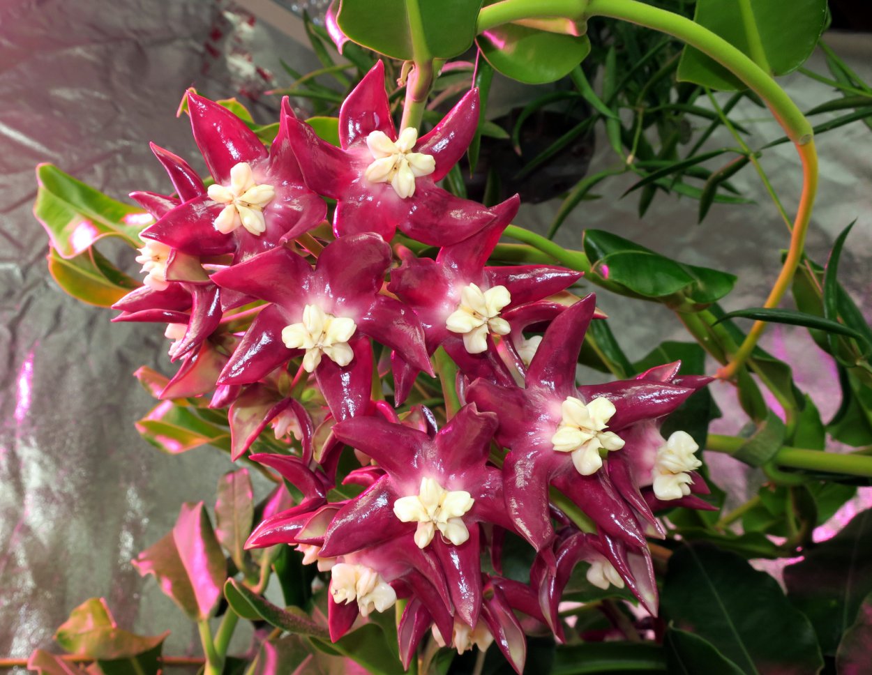 Хойя Империалис