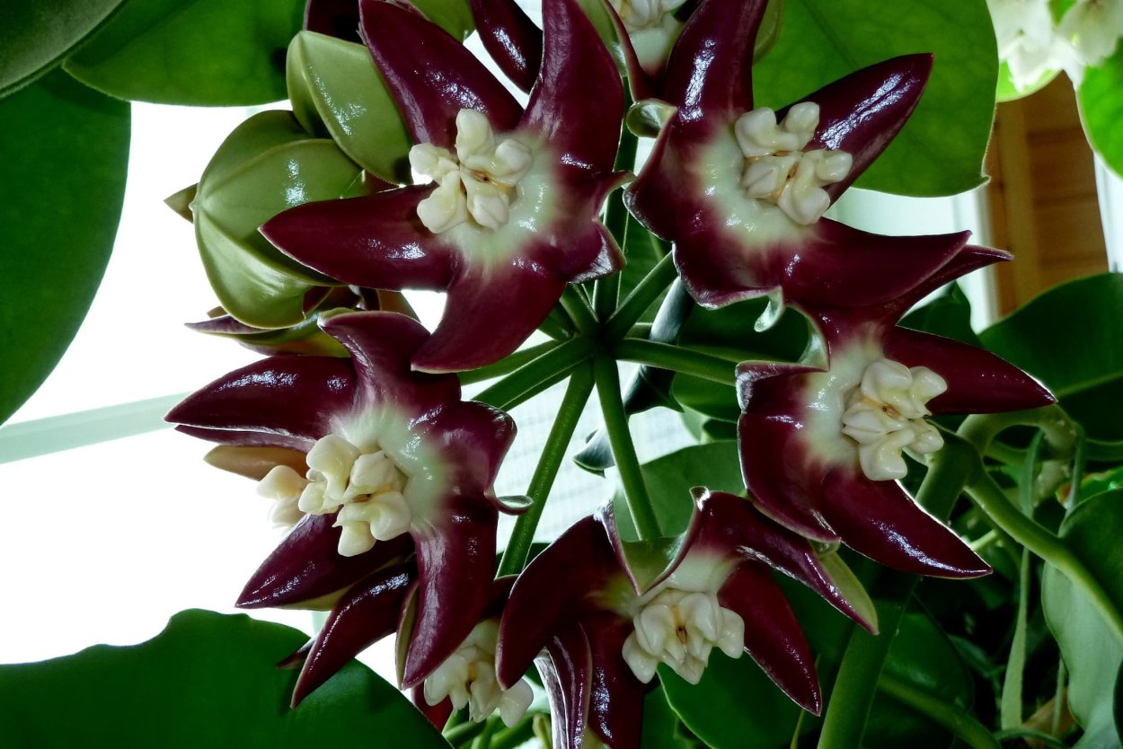 Хойя величественная (Империалис)