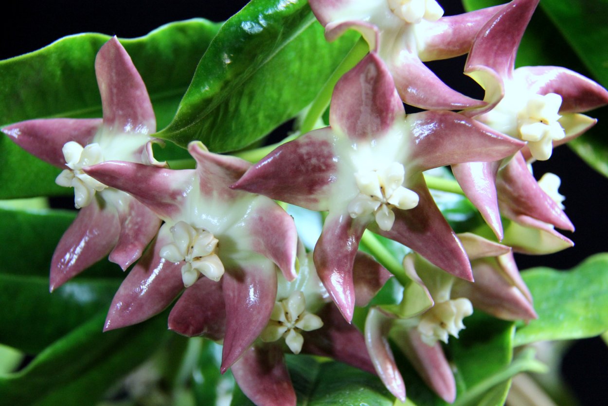 Хойя Империалис Пинк