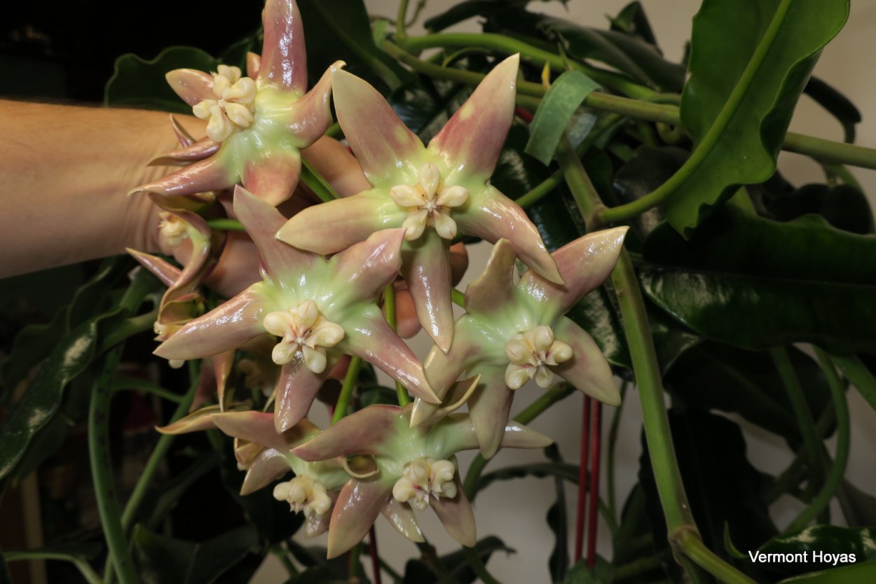 Хойя Imperialis Palawan