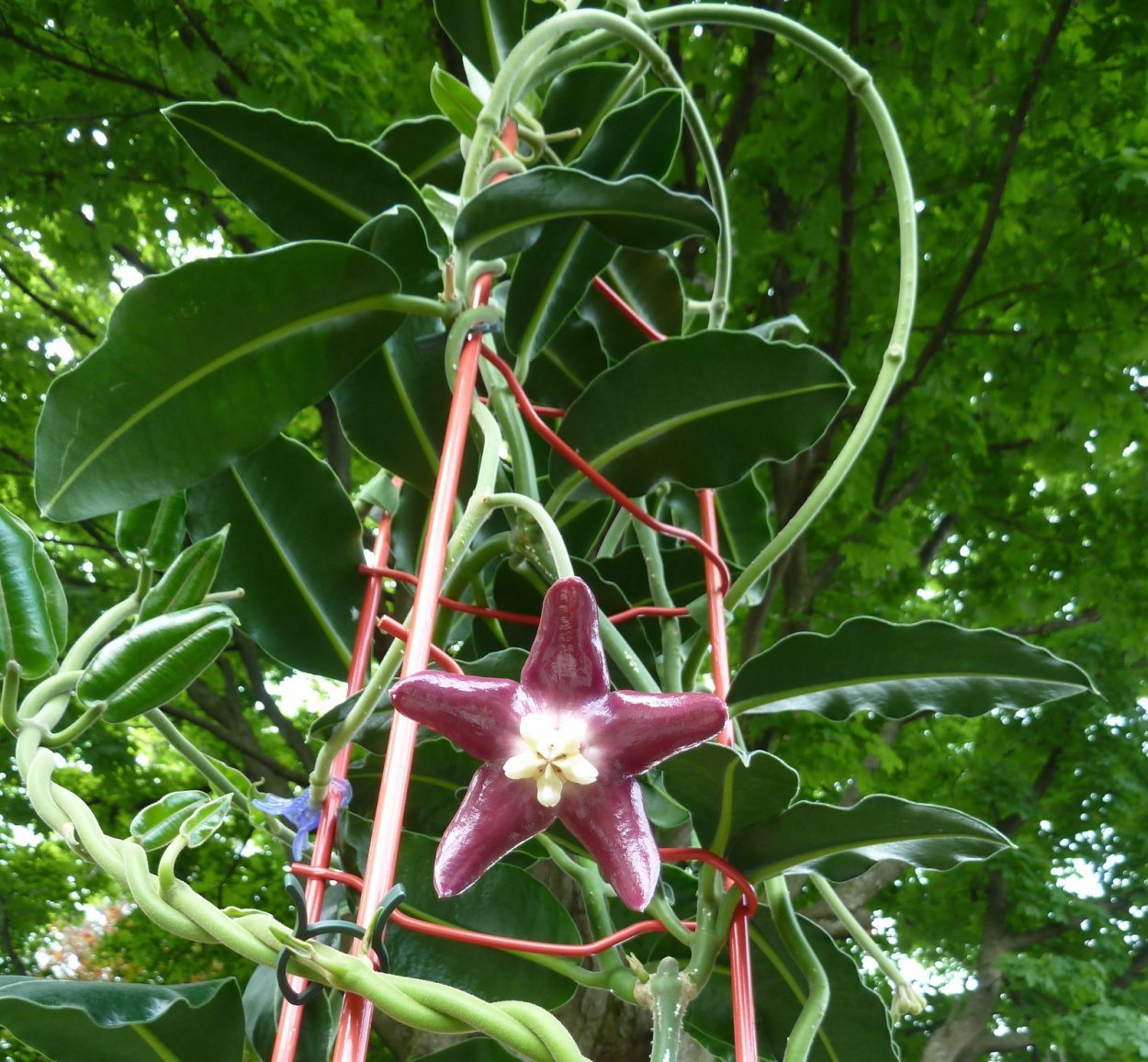 Хойя Империалис Палаван