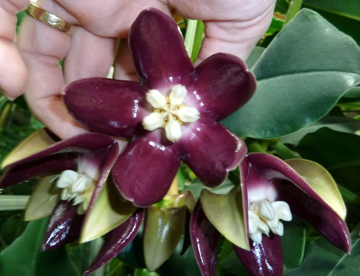 Хойя Imperialis Red